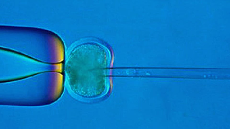 Der Ständerat diskutiert die umstrittenen Krankheitstests bei künstlich befruchteten Embryonen.