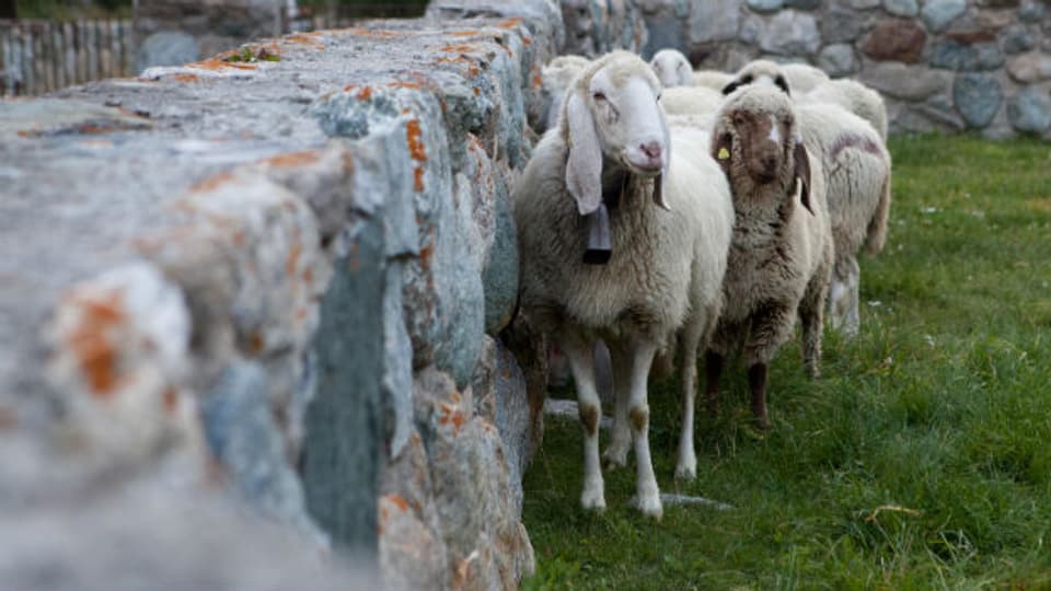  Das verschwinden von über 100 Saaser Mutten bedroht die Schafart zusätzlich.