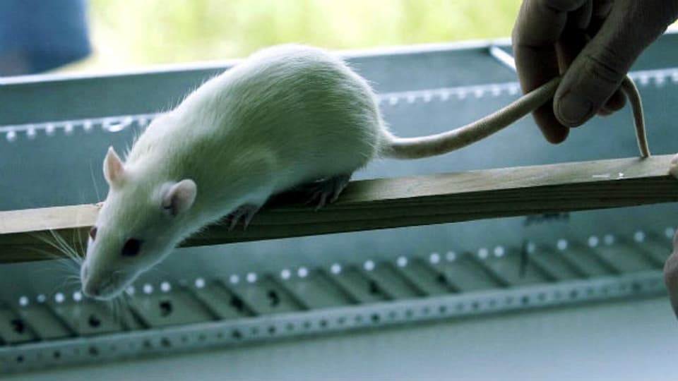 Versuch mit Rückenmarks-verletzten Ratten