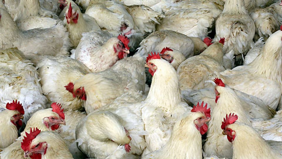 In Holland waren es Legehühner, in Deutschland Truthühner - Geflügel, angesteckt mit dem für Europa neuen Vogelgrippe-Virus H5N8.