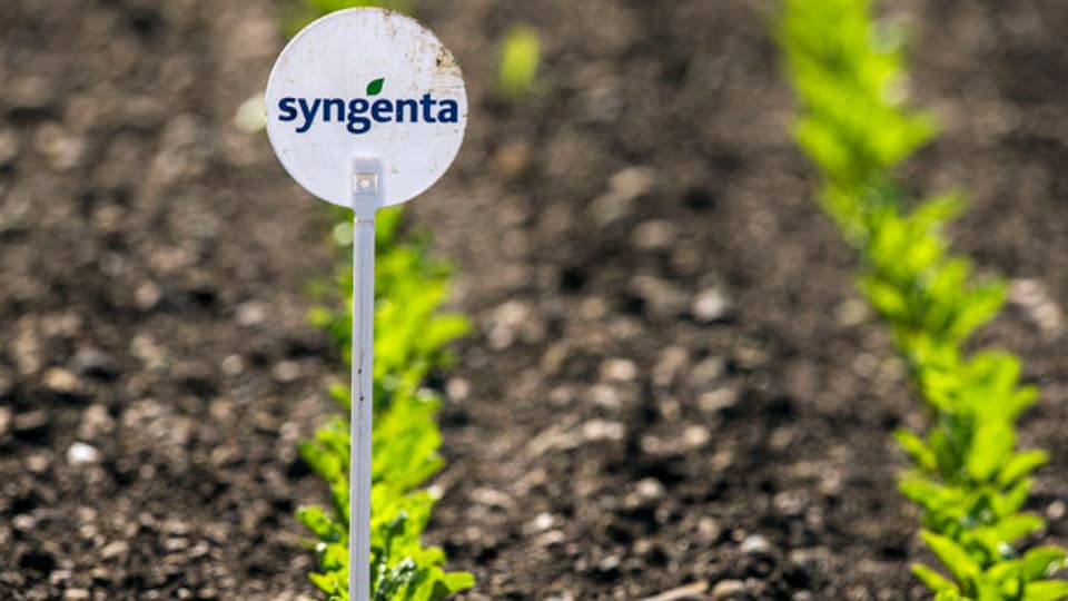 Beim Agrochemiekonzern Syngenta arbeiten derzeit insgesamt 3400 Mitarbeitende in der Schweiz. 500 Stellen werden gestrichen.