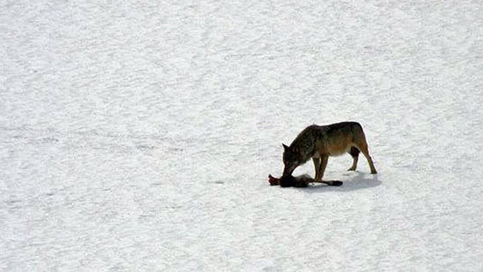 Ein $Wolf auf einer verschneidten Wiese in der Leventina im Kanton Tessin.