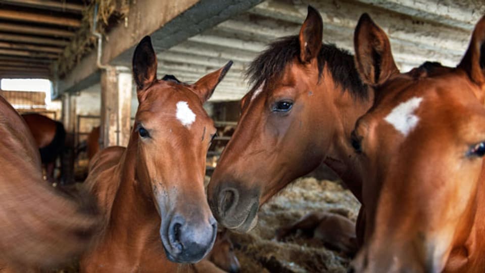 Freiberger Pferde sind vom Aussterben bedroht. Der Bund unterstützt deshalb die Züchter von Freiberger-Pferden mit 500 Franken pro Fohlen.