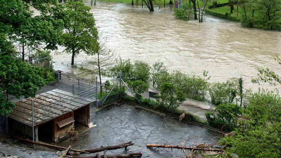 Die  Aare tritt beim Tierpark «Dählhölzli» nach erneuten heftigen Regenfällen über die Ufer. 4. Mai 2015.