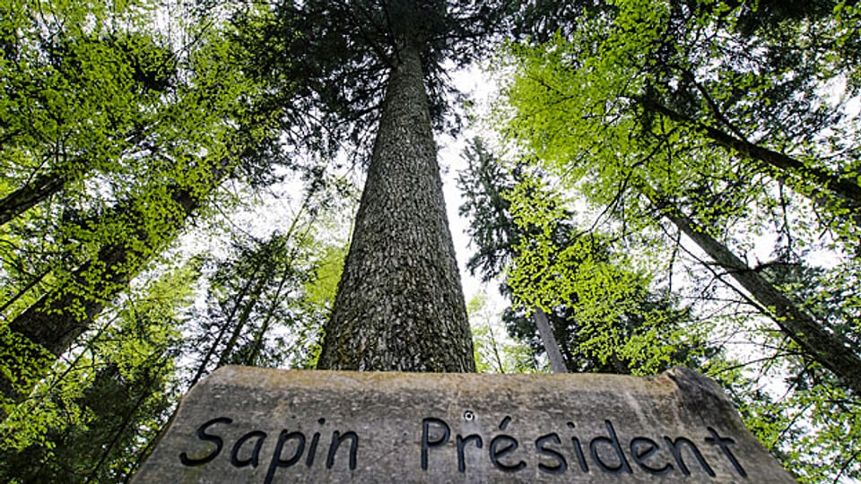 Die «Sapin Président» im Wald von Baulmes. Ein Schatz seien diese Giganten, ein Schatz den es zu bewahren gelte – sagt der Kreisförster.