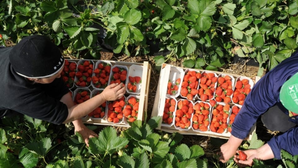 Erntearbeiter beim Erdbeerenpflücken.