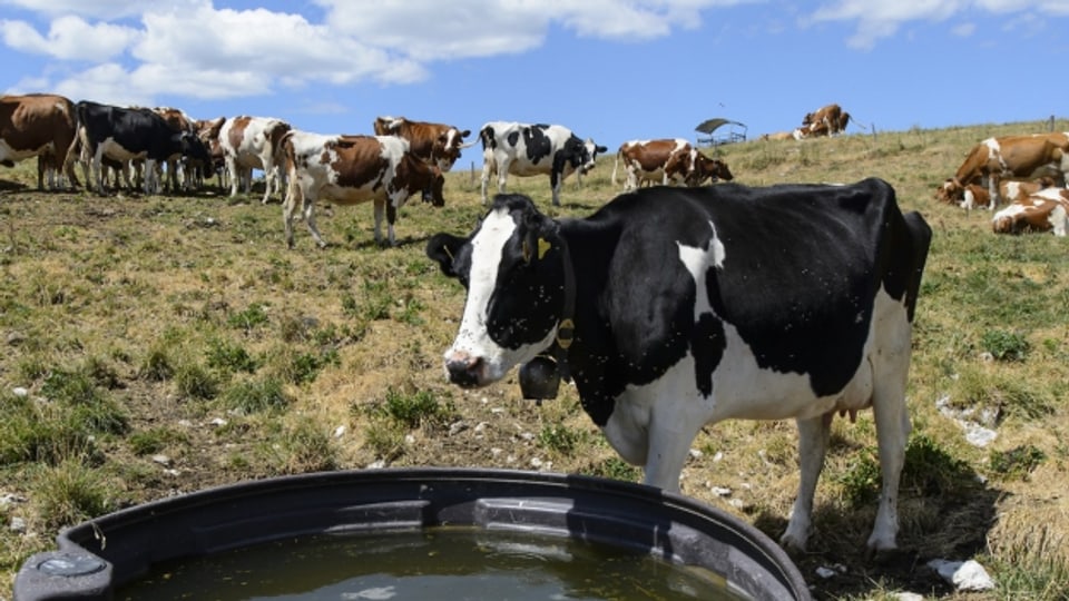 Ungewöhnlicher Einsatz für Schweizer Armee: Im Jura wurden tausende Kühe mit Wasser versorgt.