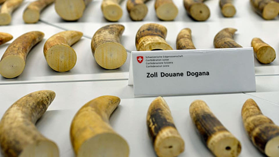 Ziel des in Zürich beschlagnahmten Elfenbeins war Peking; dort sollten die Elefanten-Stosszähne zu Potenzmitteln verarbeitet werden.
