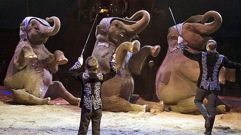 Der Circus Knie ohne Elefanten - wie Kino ohne Popcorn?