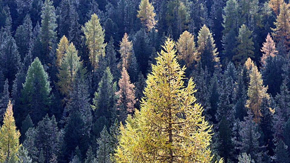 Dass die Artenvielfalt des Schweizer Waldes zugenommen hat, schreiben die Fachleute unter anderem der vermehrt naturnahen Waldbewirtschaftung zu.