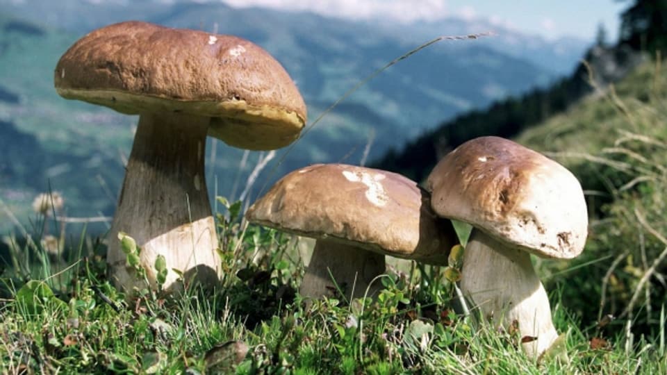 Objekt der Begierde für viele Pilzs-Sammler: Steinpilze.