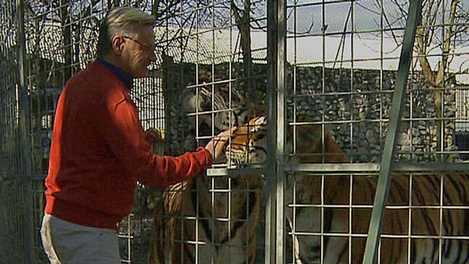 Die Solothurner Kantonsverwaltung kennt Zwangsräumungen zwar bei Wohnungen. Aber ein Tierpark mit Raubkatzen - dass ist für sie etwas ganz Neues. Bild: René Strickler bei den Tigern im Raubtierpark in Subingen.