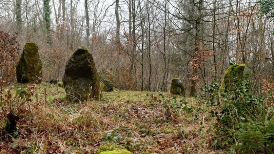 Der im Wald verborgene Steinkreis im Bislikerhau: Neun Menhire bilden auf einer kleinen Anhöhe einen Kreis und stehen möglicherweise in Beziehung zu zwei weiter entfernten auffällig gesetzten Steinbrocken (TA).