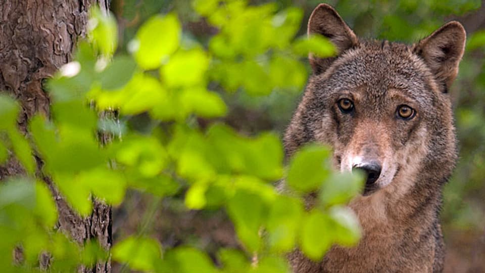 Nur noch dort, wo ganze Wolfsrudel umherstreifen und trotz Herdenschutz Nutztiere reissen, sollen Abschüsse möglich werden, sagte Bundesrätin Doris Leuthard in der Ständeratsdebatte.