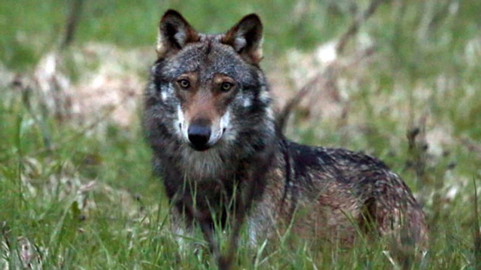 Ein Wolf, mutmasslich «M35», aufgenommen beim Dorfeingang von Bellwald im Obergoms, Wallis 2013. Waldarbeiter haben am 15. März 2016, auf Gemeindegebiet von Sils im Graubünden den Kadaver eines Wolfes gefunden. Der Wolf ist an den Folgen mehrerer Schrotschüsse gestorben.