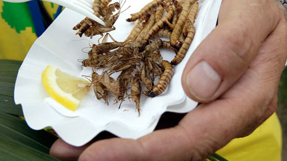 Insekten essen - nicht jedermanns Geschmack.