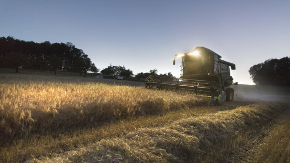Die Schweizer Bauern werden dieses Jahr weniger Weizen einfahren.