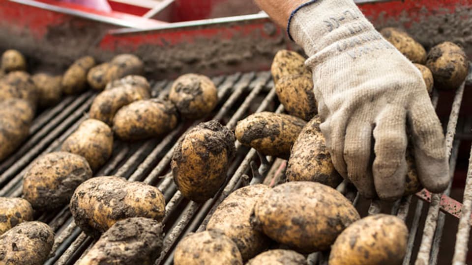 Heuer landen bis zu 25 Prozent der Schweizer Kartoffeln in Schweinetrögen oder in Biogasanlagen, obwohl sie eigentlich problemlos von Menschen gegessen werden könnten.