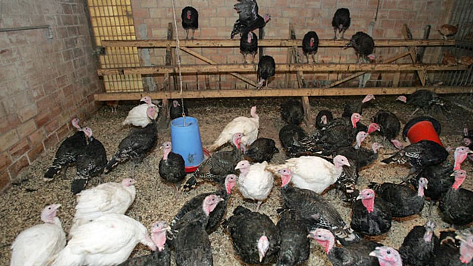 Ab in den Stall: Wegen der Vogelgrippe müssen Truthähne, Hühner, Enten und Gänse drinnen bleiben.