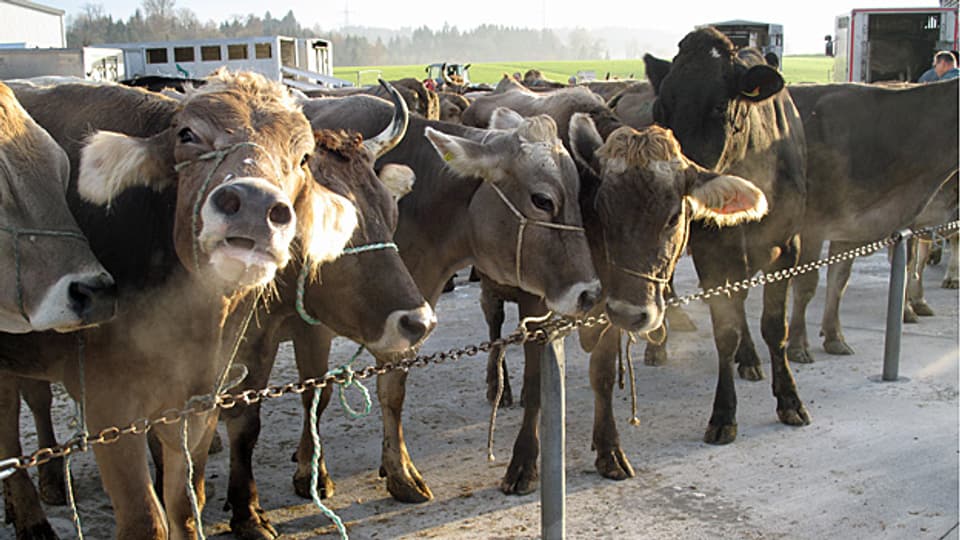 Der Viehmarkt erlaubt gute Kontrollen – ein Grund dafür, dass entschieden wurde ihn weiterzuführen, nachdem der alte Standort Sursee gekündigt wurde. Neu werden also nun in Eschenbach jedes Jahr fast 8000 Tiere den Besitzer wechseln.