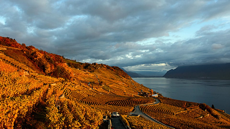Blick über das Weinbaugebiet Lavaux über dem Genfersee