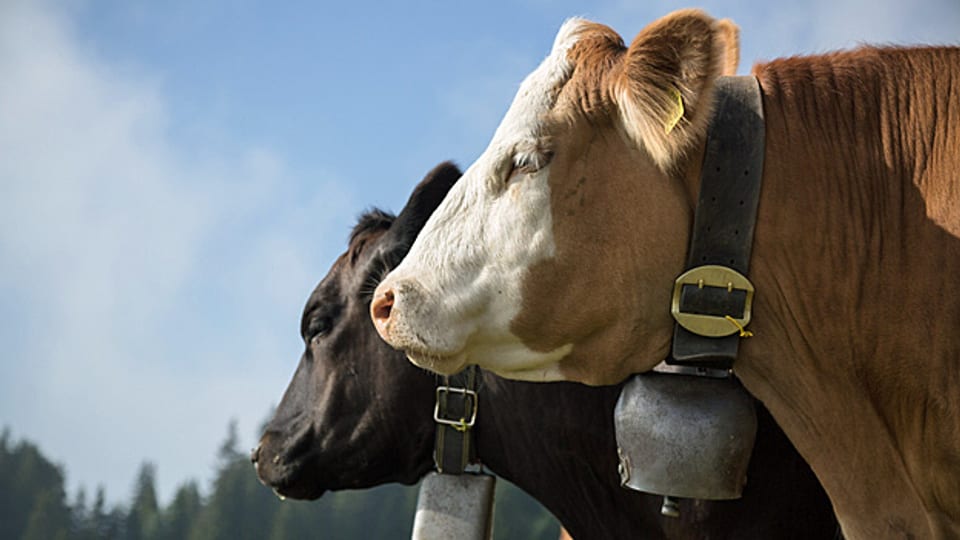 Gentechnologie ist nicht im Spiel. Hornlosigkeit ist ein reines Zuchtergebnis, so wie früher Rinder mit besonders starken Hörnern herangezüchtet wurden, um sie besser als Zugtiere gebrauchen zu können.