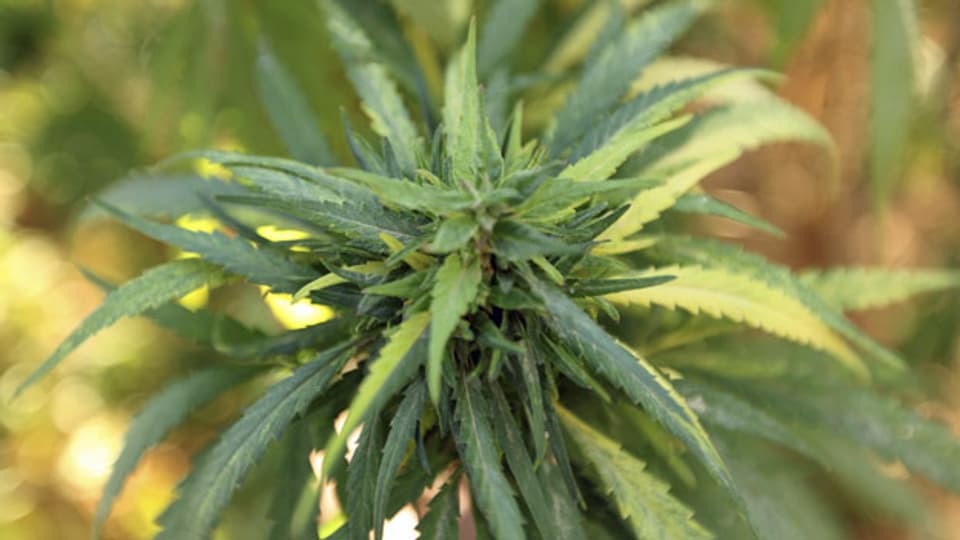Kann Cannabis schon bald legal in Apotheken bezogen werden?