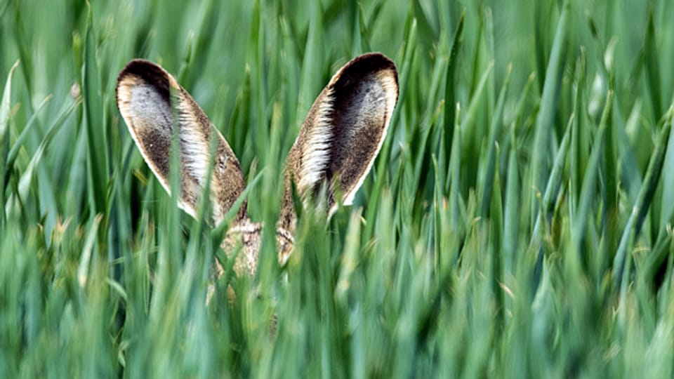 Pünktlich auf Ostern hin macht der WWF das gefärdete Leben der Feldhasen zum Thema.