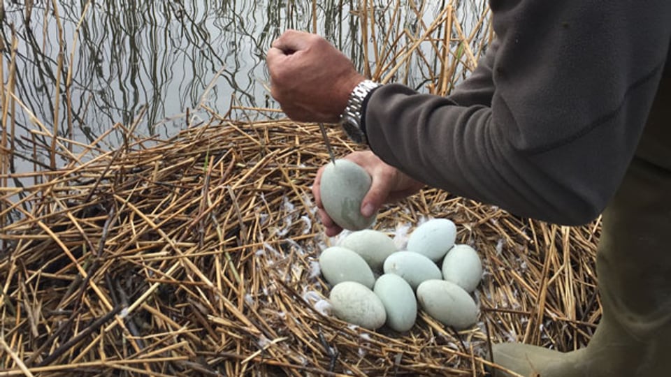 Ziel ist es, den Schwanenbestand im Kanton zu halbieren – mit Eier stechen.