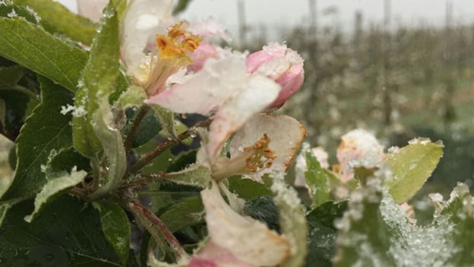 Apfelblüten seien in Frostnächten besonders gefährdet.