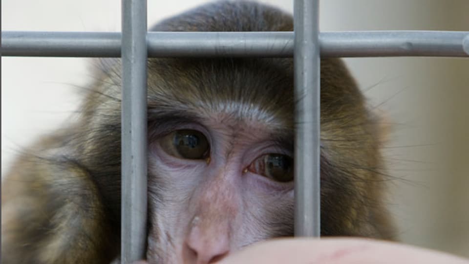 Für die Affen seien die Versuch keine Belastung, weil Gehirne schmerzunempfindlich, sagt die ETH. Symbolbild.