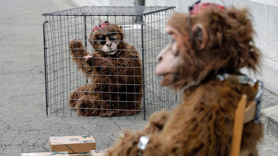 Zwei Personen in Affenkostümen warten vor dem Bundeshaus West bei der Unterschriftenübergabe für die Petition «Abschaffung von Affenversuchen» am 24. April 2008 in Bern.