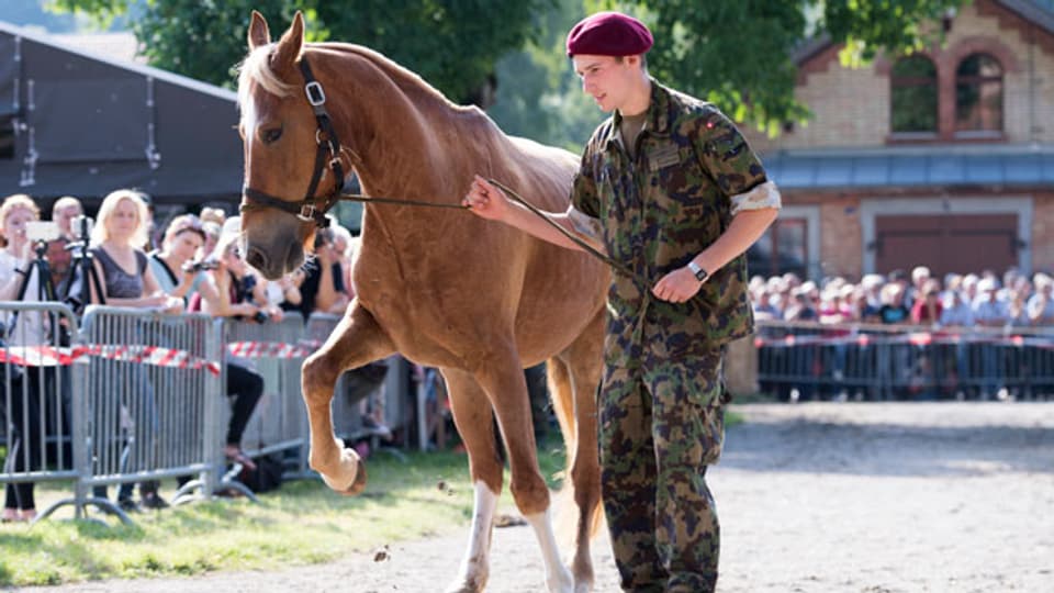 Interessierte Käufer ersteigern Pferde des mutmasslichen Tierquälers Ulrich K. aus Hefenhofen.