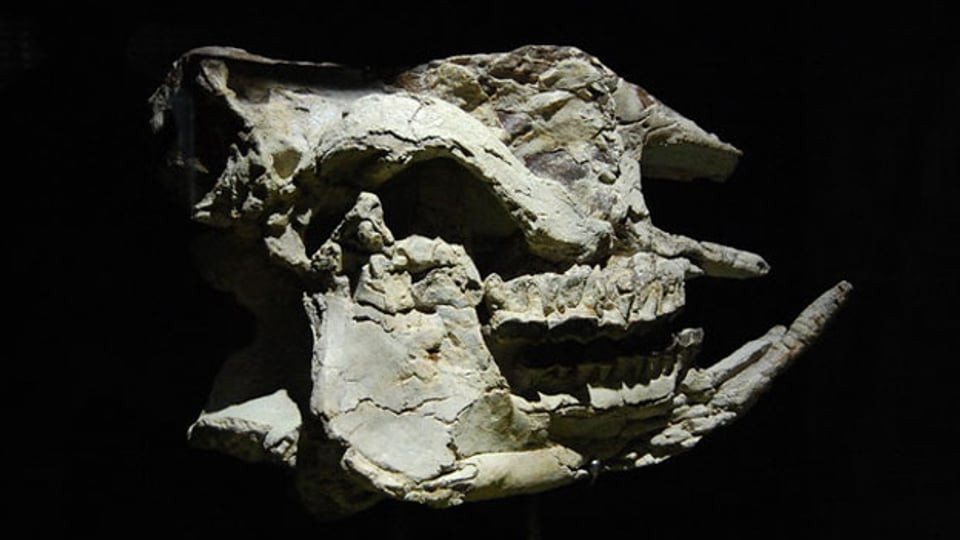 Der vor 150 Jahren gefundene Nashornschädel ist im Naturhistorischen Museum zu sehen. Bild: CHRISTIAN STRÜBIN/SRF.