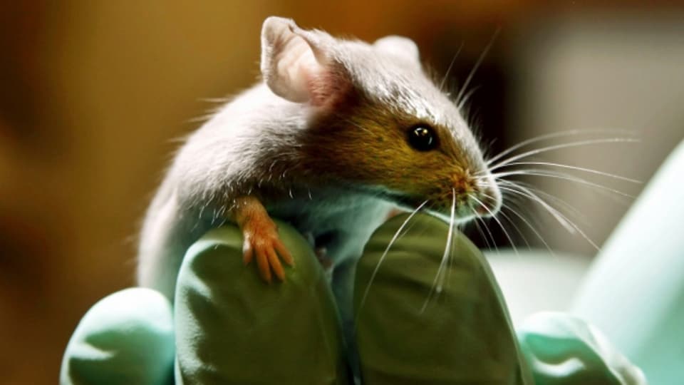 Mit der Forschung an Mäusen wollen die Chronobiologen Menschen besser verstehen.