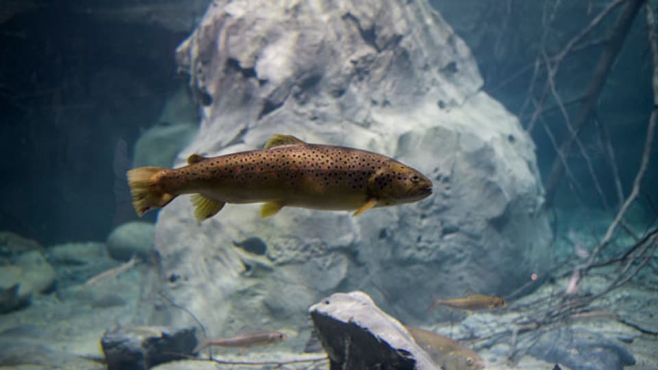 Ein Fisch im Aquarium-Vivarium «Aquatis» am 17. Oktober 2017.