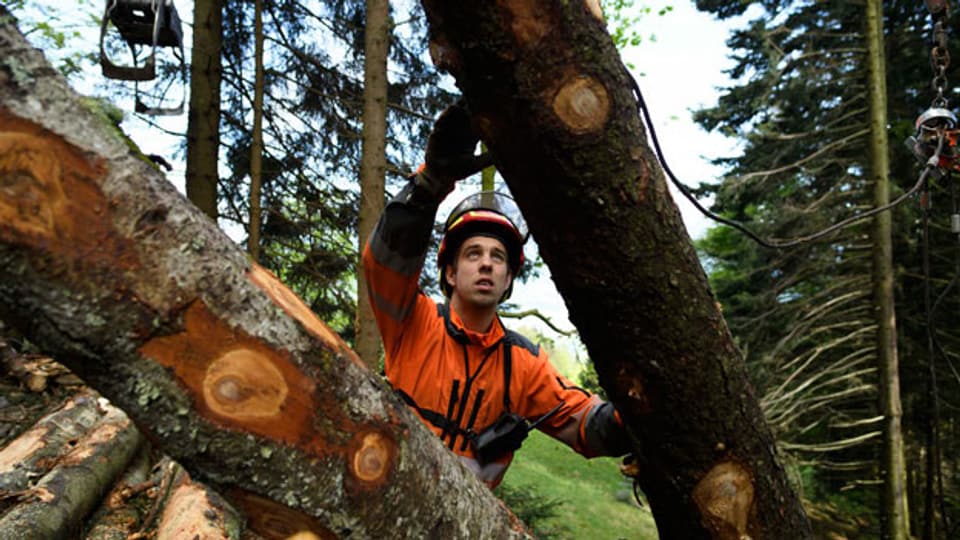 In der Schweiz gibt 250'000 Waldbesitzer, was eine effiziente Bewirtschaftung erschwert.