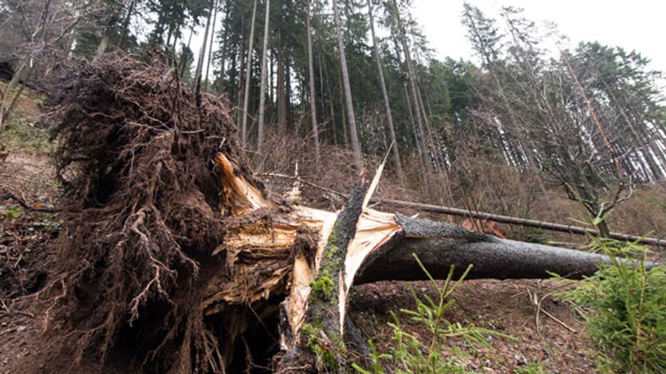 Umgestürzte Bäume liegen nach dem Sturm «Burglind» im Wald.