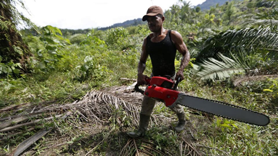 Ein Arbeiter fällt einen Palmöl-Baum in Tamiang, Aceh, Indonesia.
