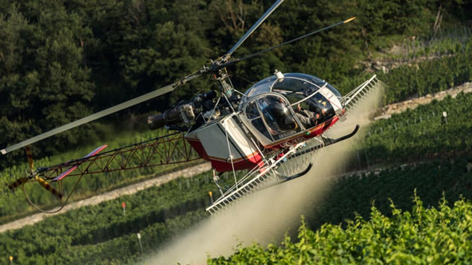 Ein Helikopter besprüht die Reben gegen Ungeziefer und Pilzbefall.