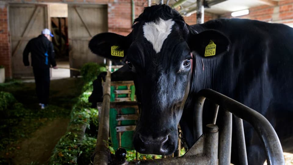 In einem Stall wird eine Kuh auf Antibiotika untersucht.