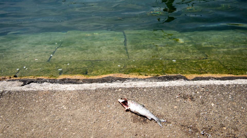 Toter Fisch am Rheinufer in Schaffhausen. Vor allem die Kälte liebende Äsche leidet unter der momentanen Hitze.