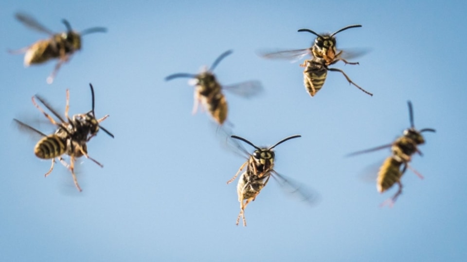 Der warme Frühling und der trockene Sommer haben für ideale Bedingungen für Wespen gesorgt.