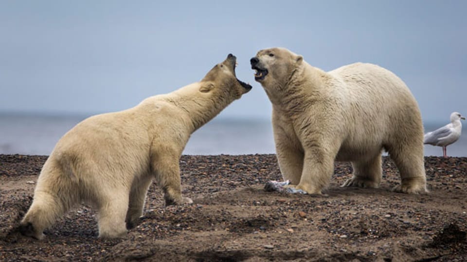 Eisbären in Alaska.