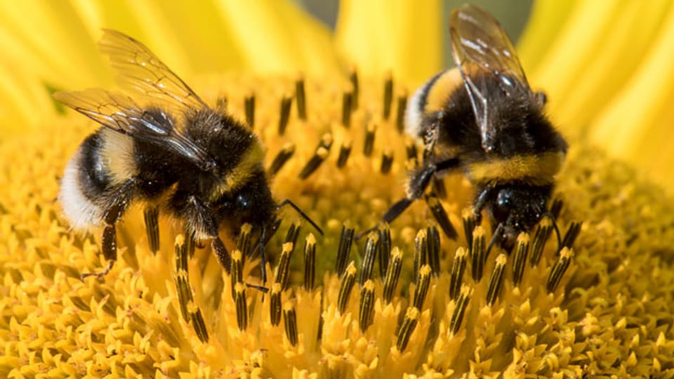Bienen auf einer Sonnenblume.