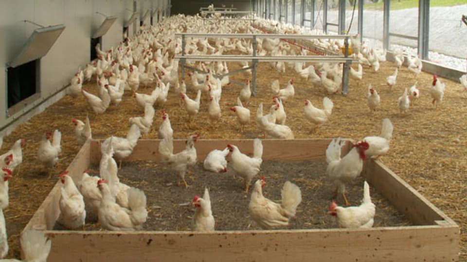 In der Schweiz darf ein Produzent maximal 18'000 Hühner halten. Weiter ist die Käfighaltung in der Schweiz verboten. In der EU ist sie erlaubt. Dort haben die Hühner weniger Platz.