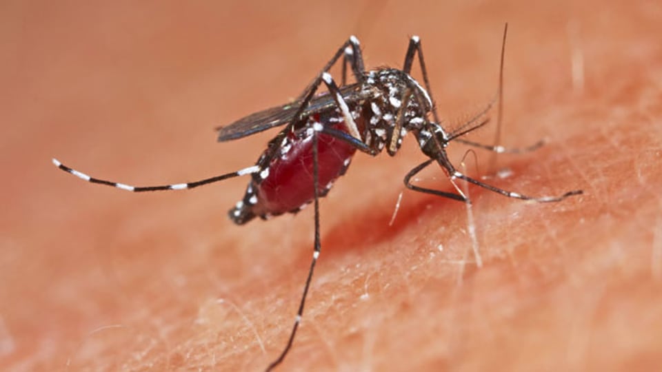 Die extrem aggressive Stechmücke kann Tropenkrankheiten wie das Dengue-Fieber oder Chikungunya übertragen.