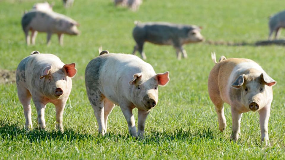 Preis- und Lohndumping müsse verhindert werden. Bild: Freilandschweine auf einem Feld bei Scherz, Aargau.
