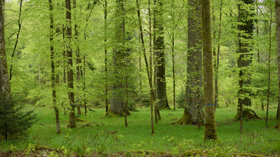 Symbolbild eines Waldes in der Schweiz.