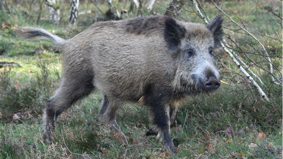 Ausrottung der polnischen Wildschweine.